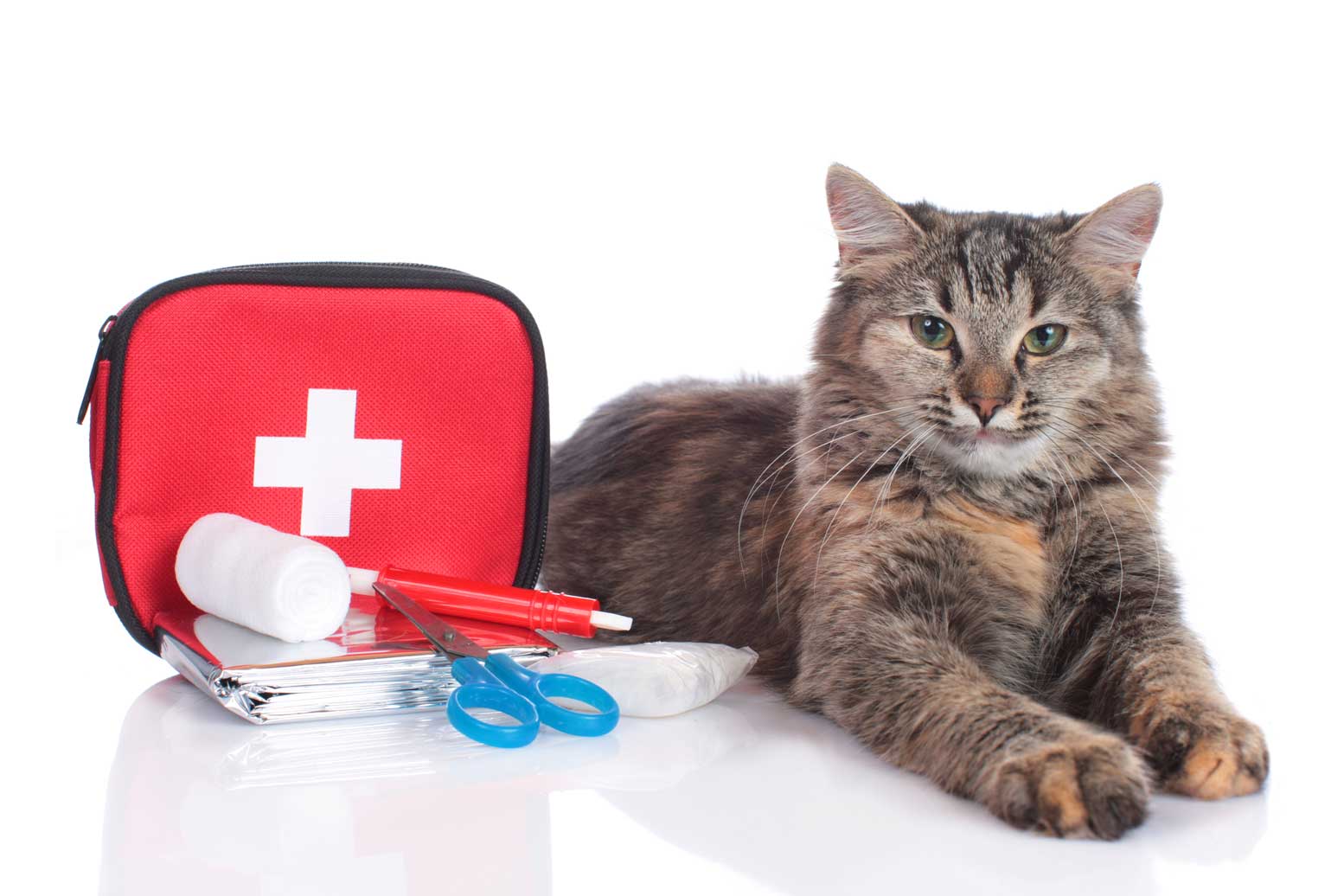 Cat and Dog First Aid